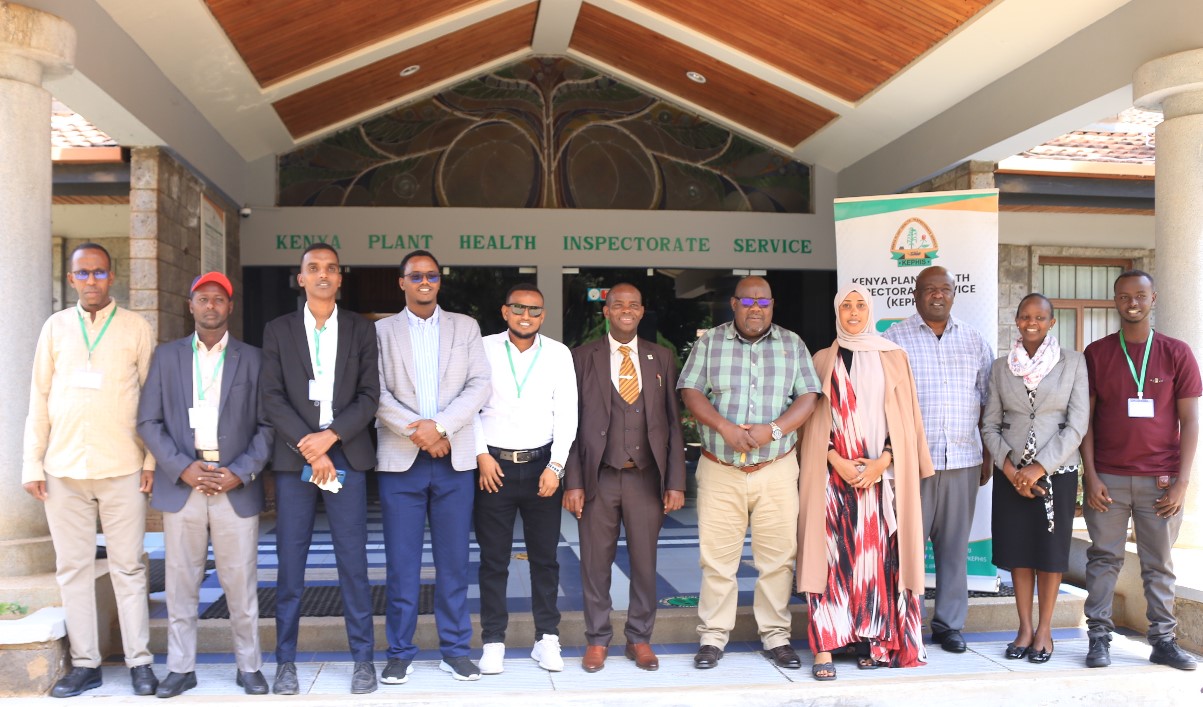 KEPHIS to train Somalia Agricultural Regulatory and Inspection Service on seed certification systems for 2 Weeks