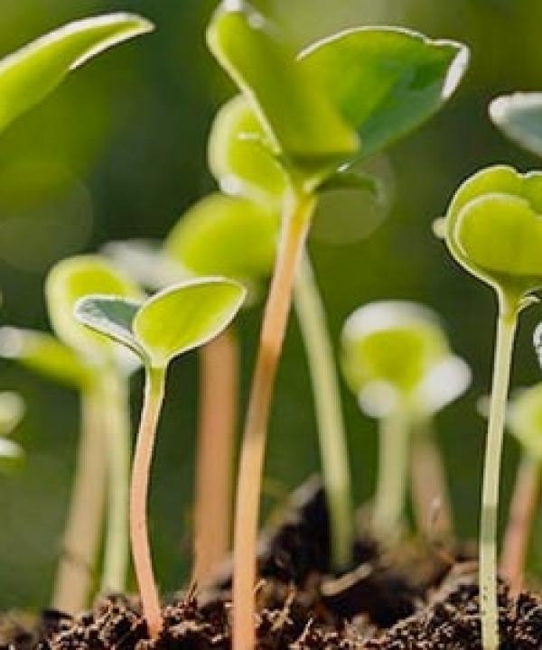 Import Certification System 