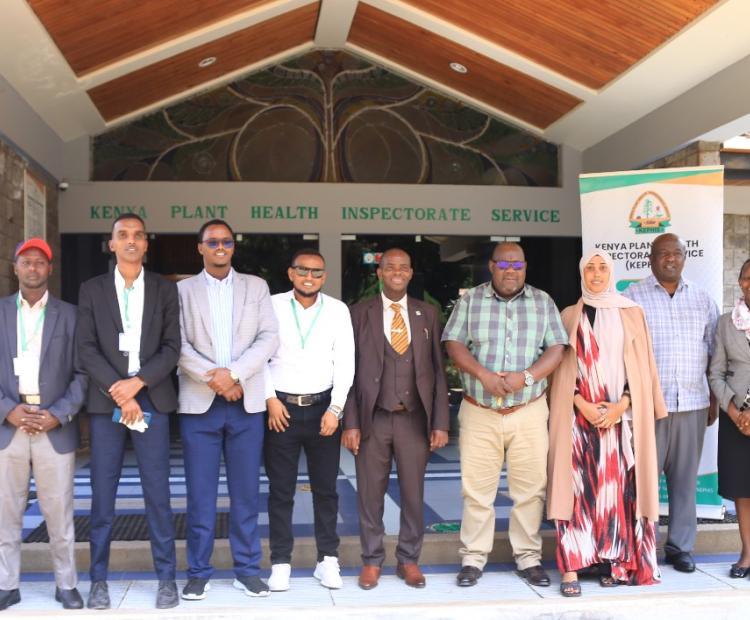 KEPHIS to train Somalia Agricultural Regulatory and Inspection Service on seed certification systems for 2 Weeks